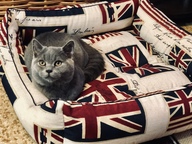Пользовательская фотография №2 к отзыву на CLP Флаг Квадратная лежанка для собак и кошек, размер L, скотчгард